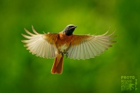 Rehek zahradni - Phoenicurus phoenicurus - Common Redstart s7632